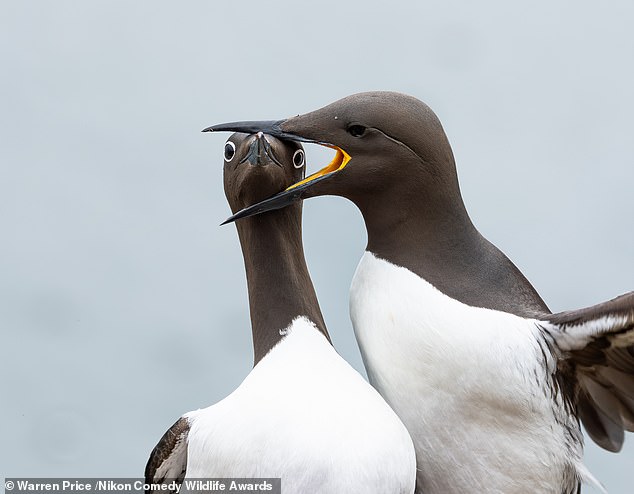 'Headlock': Guillemots are pictured nesting on a small rocky cliff ledge where space was at a premium