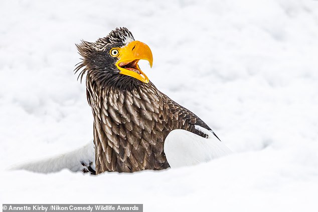 'Go away': A Stellar eagle on the island of Hokkadia in Japan, where temperatures were minus degrees, the coldest day being minus 18 Celsius