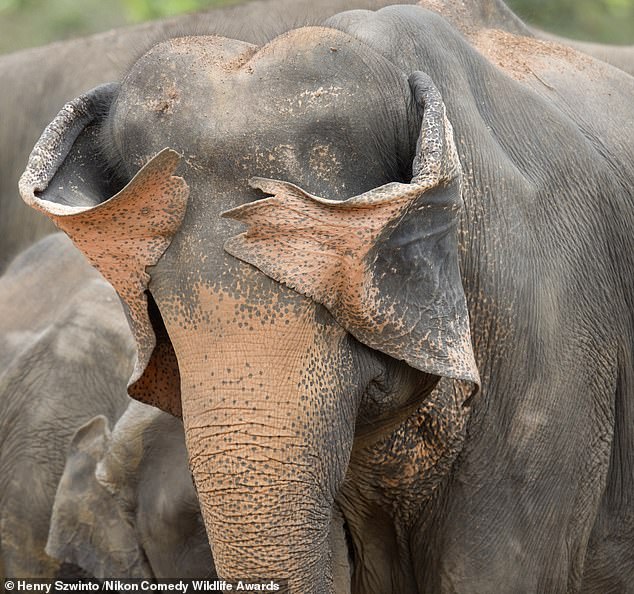 'Peek a Boo': A Sri Lankan Elephant playing peek a boo with his ears