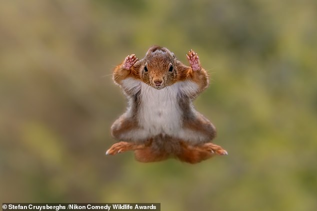 'Squirrel airborne': A squirrel  flies towards the camera in a forest in Belgium