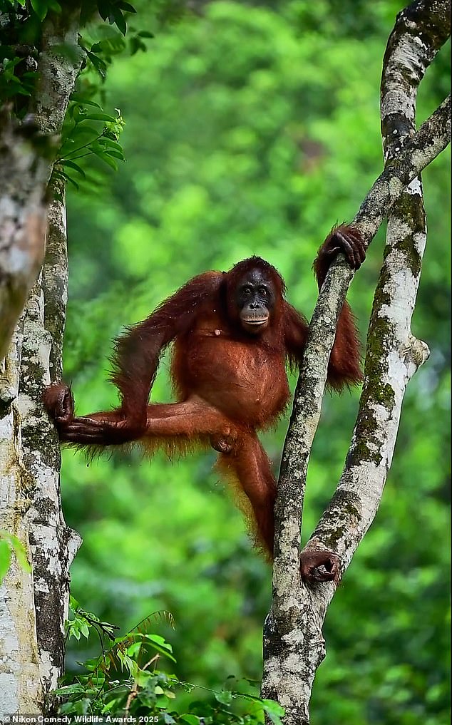 'Monkey business': Video grab shows a mischievous monkey caught pulling faces is among this year's entries