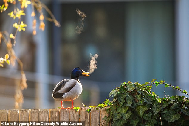'Outdoor smoking zone': Breath streams from a duck's beak on a cold morning in Bavaria