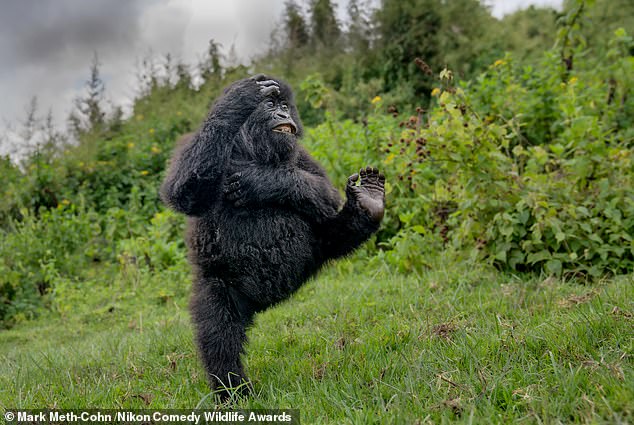 'Time to party!': A gorilla appears to be dancing in Rwanda