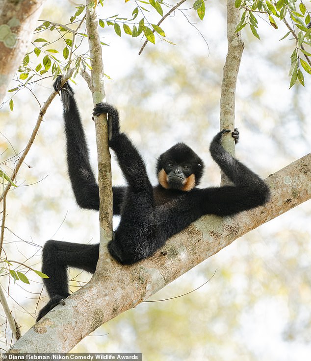 'Relaxing in the trees!': a Yellow-cheeked Gibbon hanging out in the trees