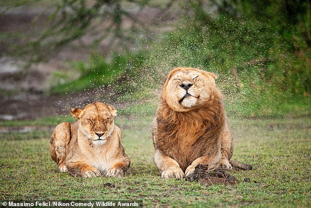 'Darling, please stop!': Lion's in Serengeti National Park in Tanzania shake off the rain following a storm