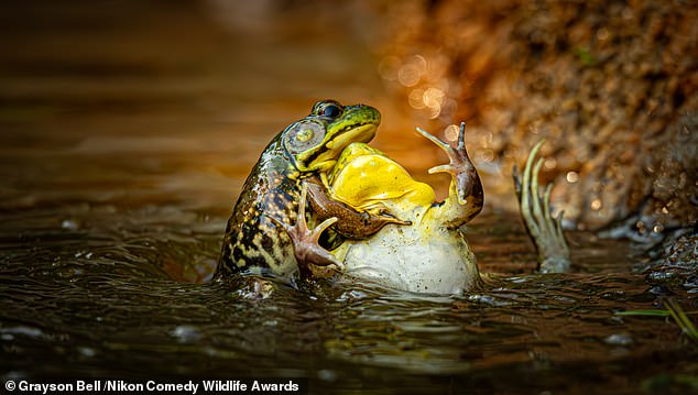 'Baptism Of The Unwilling Convert': Two frogs are pictured fighting in a pond