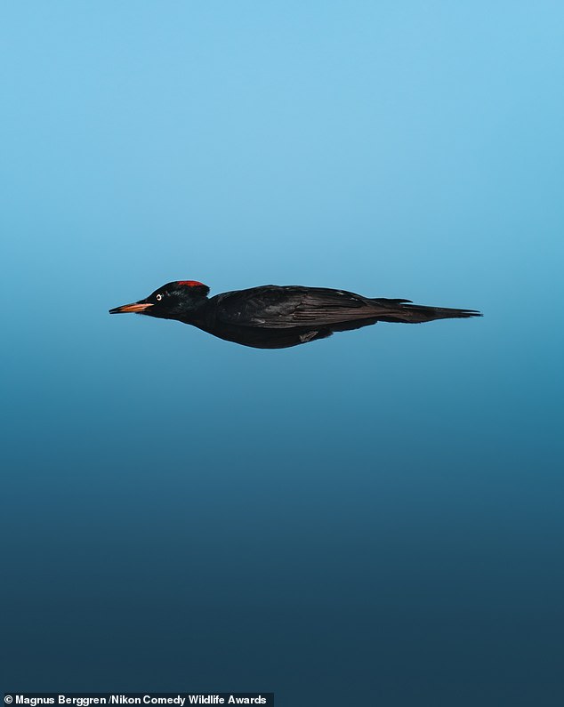 'Masquerading as an arrow': A black woodpecker tucks its wings under its body, creating the perfect illusion of sheer speed