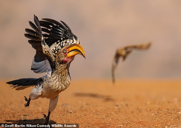 'Hornbill In A Hurry': A yellow billed hornbill in Zimanga, South Africa