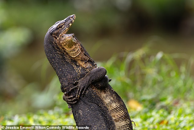 'Battle Hug': Two monitors locked in battle Bishan-Ang Mo Kio park in Singapore