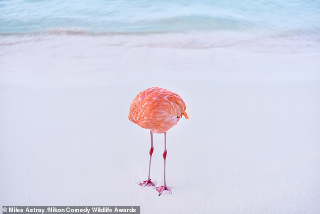'Flamingone': The picture shows a flamingo whose head is hidden