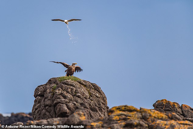 'Territorial Defence Operation': Gyrfalcons in Iceland