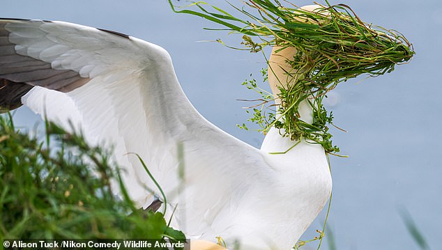 'Now which direction is my nest?': A windy day on Bempton Cliffs in Yorkshire during the nesting season