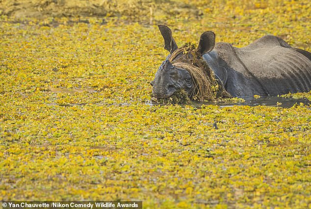 'The Wig': A Greater One-Horned Rhino feasting on aquatic fine food