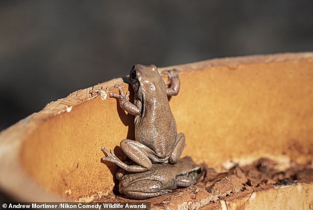 'The Shoulders of Giant': A frog standing on another frog apparently to get a better view in Australia