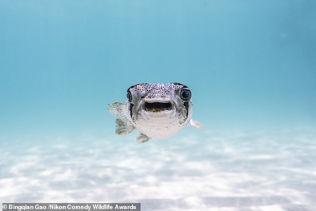 'What do you mean I need to see a dentist?': A porcupine fish in the shallow waters of the Sea of Cortez, California