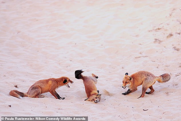 'Hit the dance floor!': Foxes playing in a nature reserve