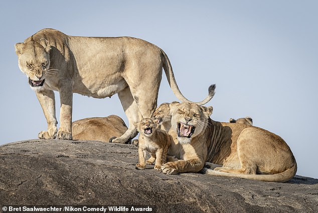 'Just Can't Wait To Be King': Lion's in Tanzania's Serengeti National Park