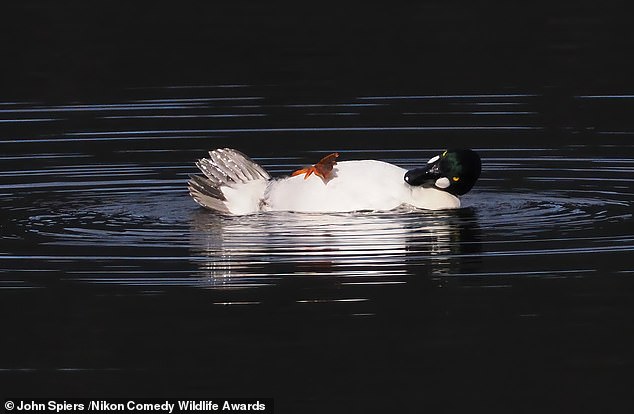 'It is tough being a duck': A duck relaxes on the surface of the sea loch in Scotland