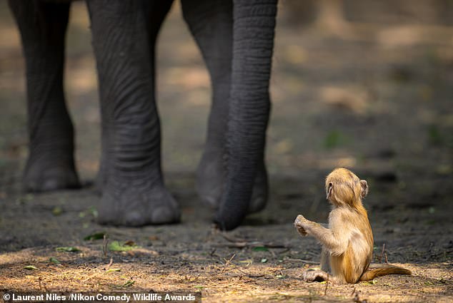 'Oh my!': A young baboon looking up as an elephant approaches, unsure whether to stand his ground or to run away. He decided to flee shortly after the picture was taken