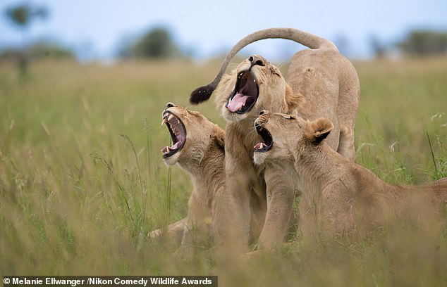 'The Choir': Three lions were captured yawning at the same time in the above image