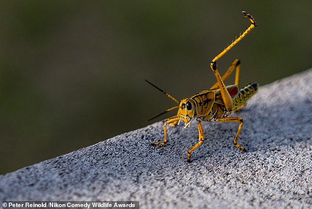 'Stretch your Leg': A cricket was snapped stretching in the Everglades, Florida