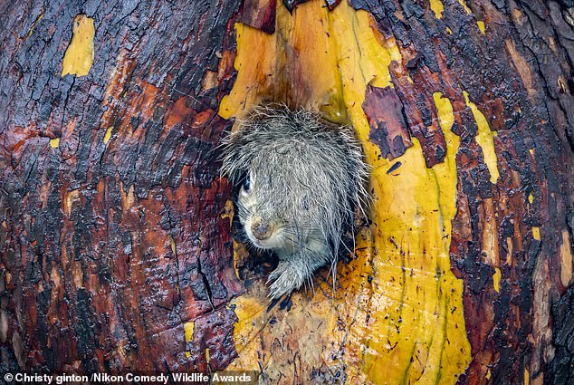 'Bad Hair Day!': A mother grey squirrel was relocating her babies to a new nest in Downtown Victoria, Canada