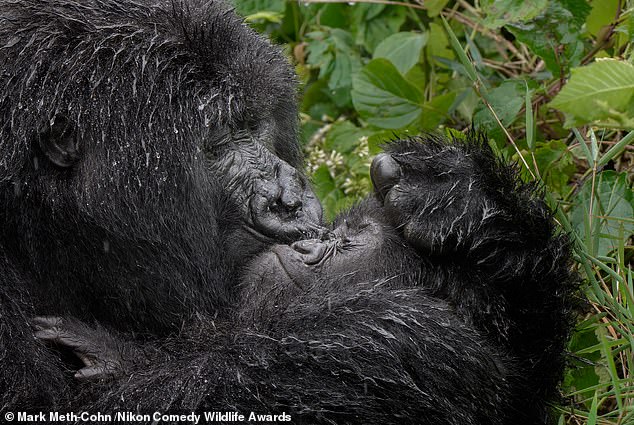 'Aaaaaww Mum!': This photograph shows a mother Gorilla cradling her baby in Rwanda