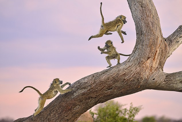 'Monkeying around': Monkeys playing in Hwange National Park in Zimbabwe