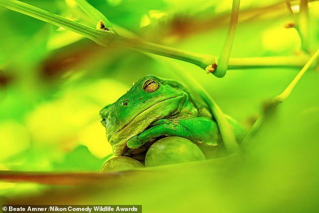 'The Frog Prince of the Grape Vine': A frog sits in a grape vine in an orchard