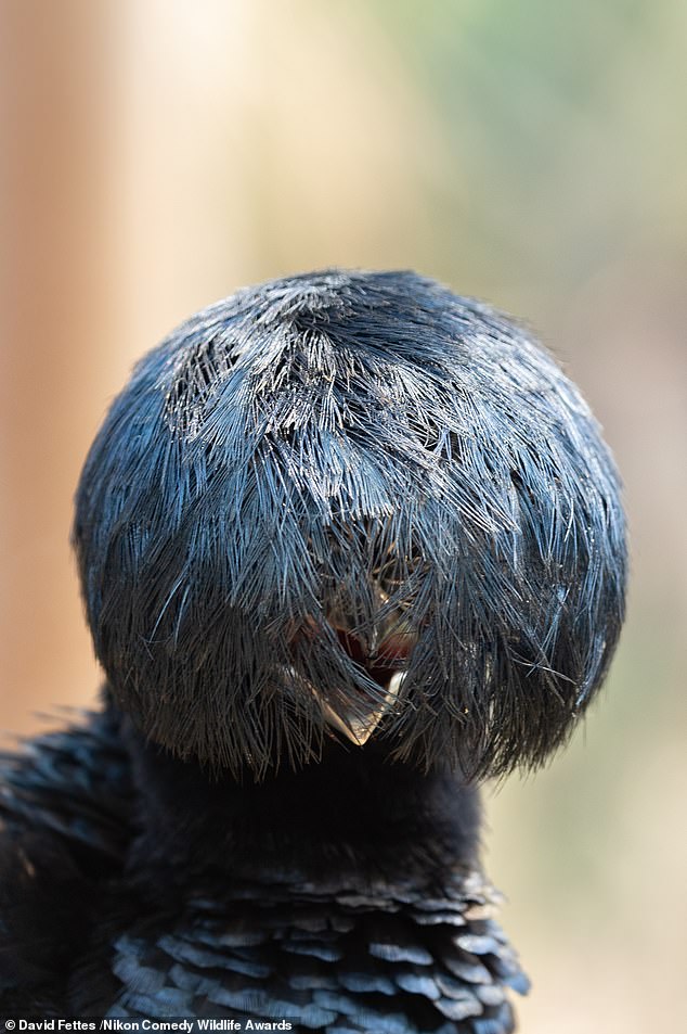 'Great Hair Day': An Amazonian Umbrellabird in a forest in the Pantanal in Brazil