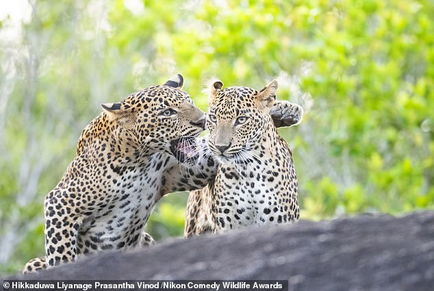 'Bad mouthing': Leopard siblings play in Yala National Park Skri Lanka