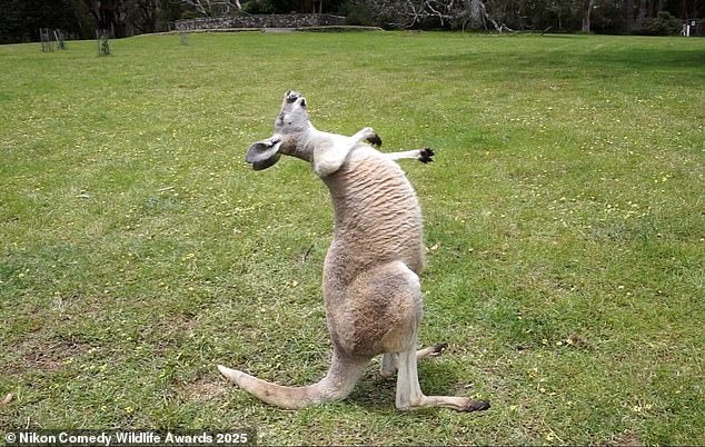 'What's so funny?': Video grab shows a kangaroo laughing hysterically