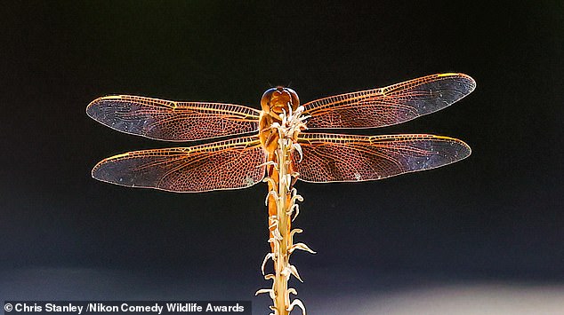 'All Smiles': A Flame Skimmer Dragonfly lands on the stalk of an Aloe Vera plant and flashes a quick smile for the camera