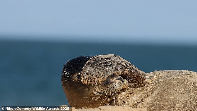 'No paparazzi please': In this video grab, a seal is seen hiding its face with its arm