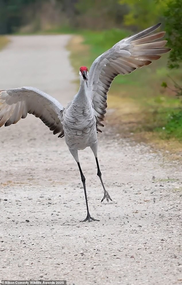 'Run as fast as you can!': A sandhill crane can be seen running down a path in this video grab