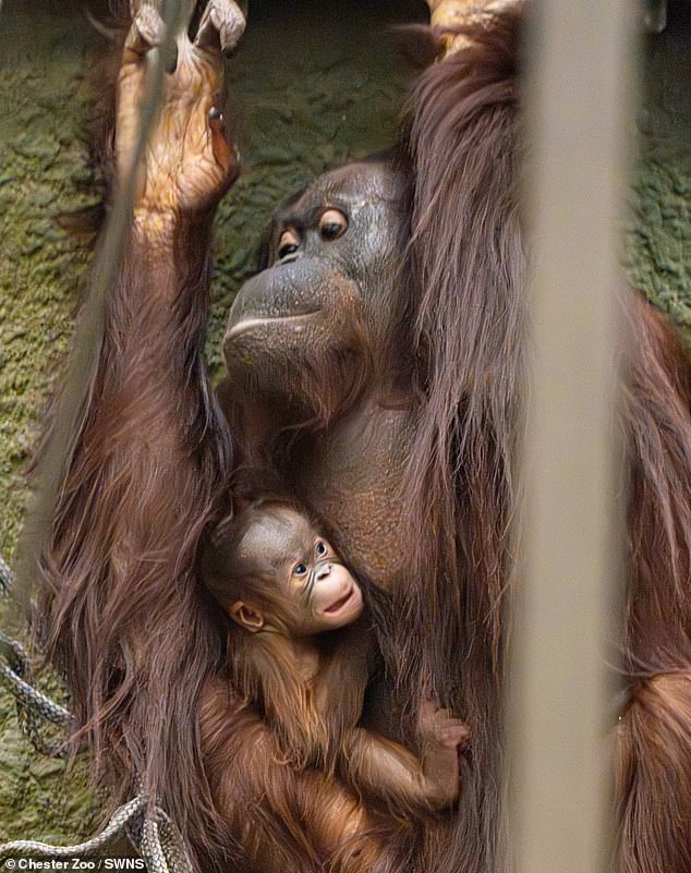 Chester Zoo hasn't been able to determine the sex of the newborn Bornean orangutan yet. The zoo said any birth of a Bornean orangutan is incredibly special given how threatened the species is