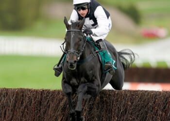 Tragedy at Cheltenham races as punter favourite Third Time Lucki suffers fatal injury