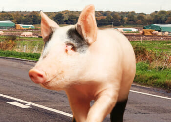 Benny the piglet has miracle escape after fleeing from farm and crossing busy A road