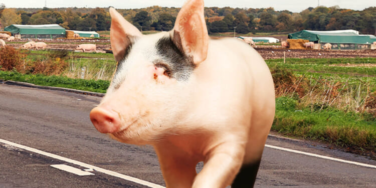 Benny the piglet has miracle escape after fleeing from farm and crossing busy A road