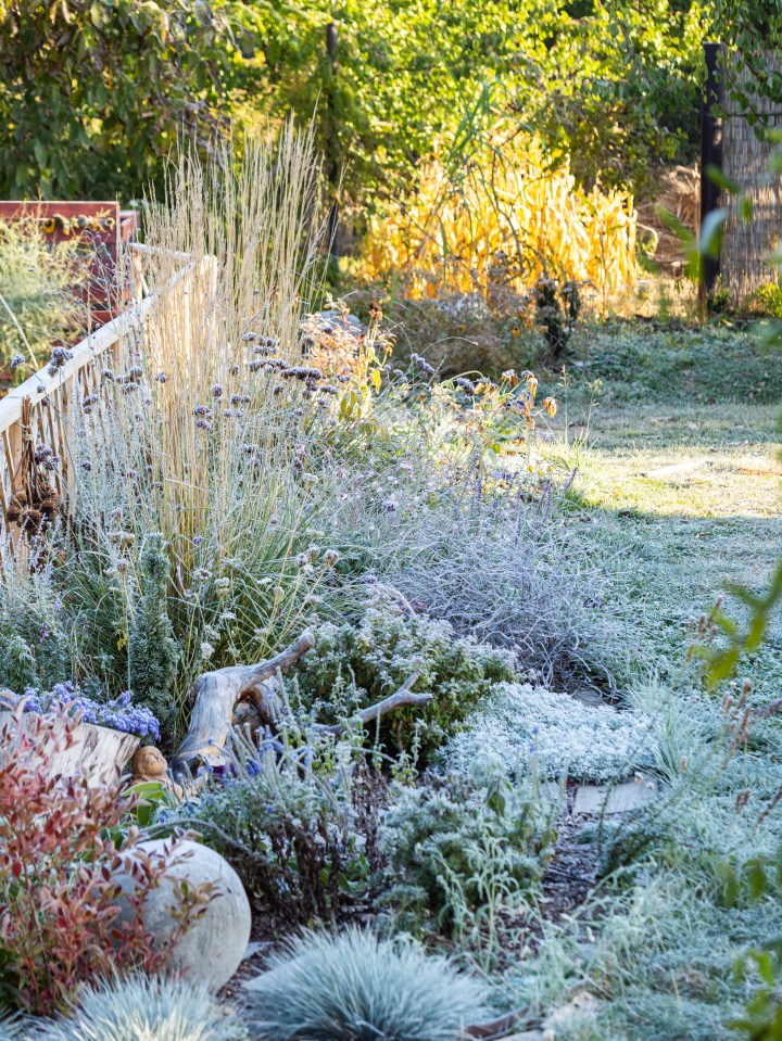 A garden border of ornamental grasses, shrubs, and perennials covered with hoarfrost on a sunny autumn morning.
