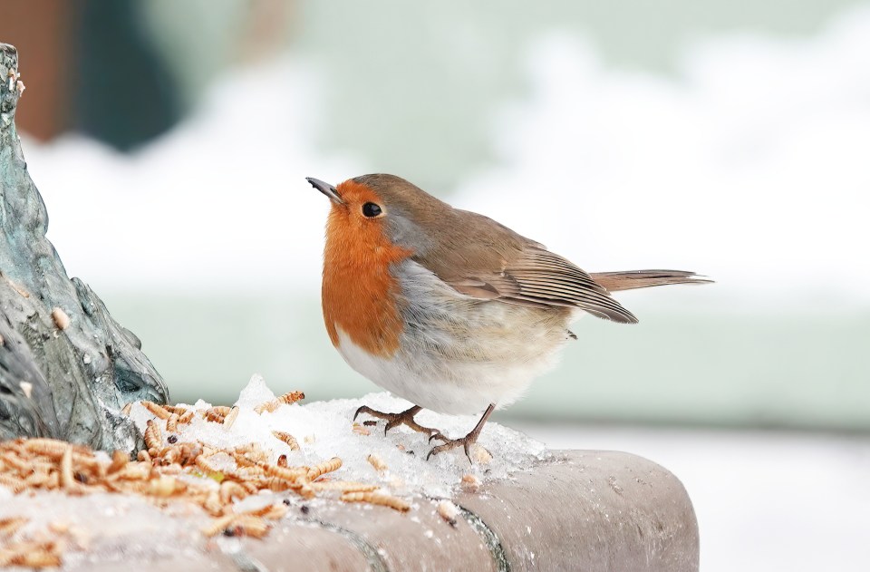 A European robin perched on a wall in winter, eating mealworms from snow.