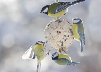 'My 49p Tesco hack will protect your plants from early frost with an unexpected bonus' reveals Gardening Pro