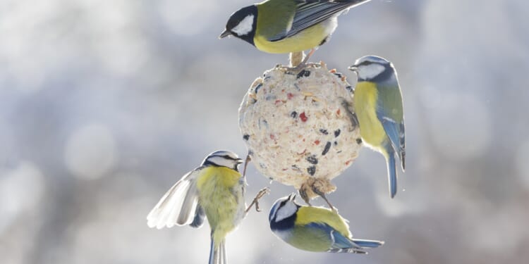 'My 49p Tesco hack will protect your plants from early frost with an unexpected bonus' reveals Gardening Pro