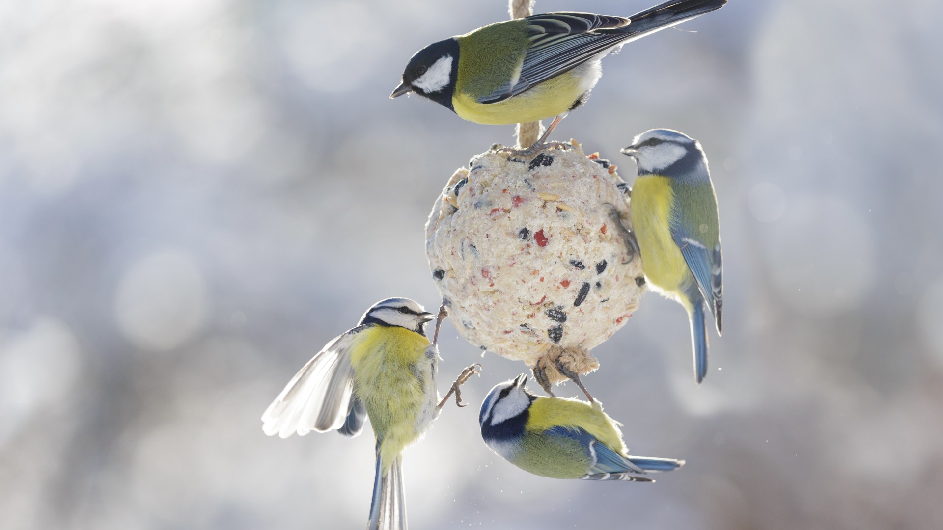 'My 49p Tesco hack will protect your plants from early frost with an unexpected bonus' reveals Gardening Pro