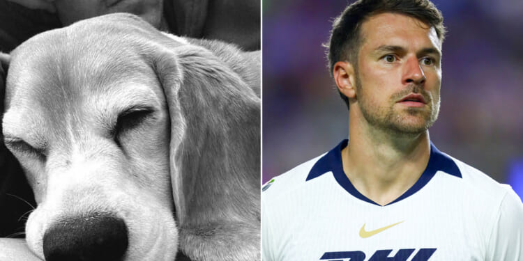 Aaron Ramsey shares heartbreaking update with lost dog Halo after offering huge reward to find missing pooch in Mexico