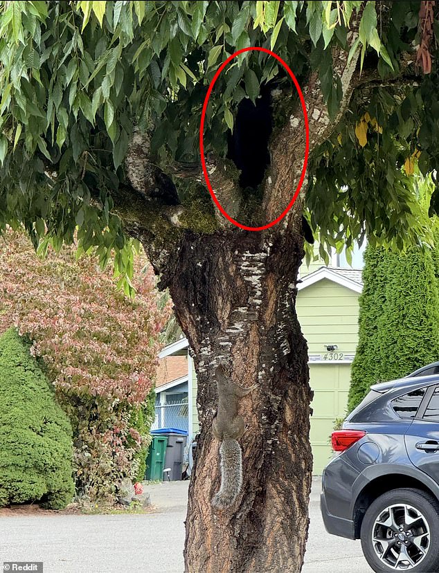 Once you spot the black cat you won't believe that you missed it