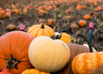 Last minute October half-term ideas