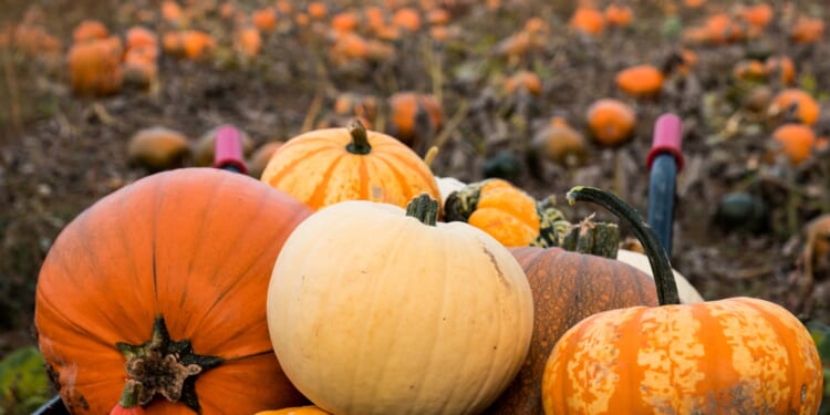 Last minute October half-term ideas