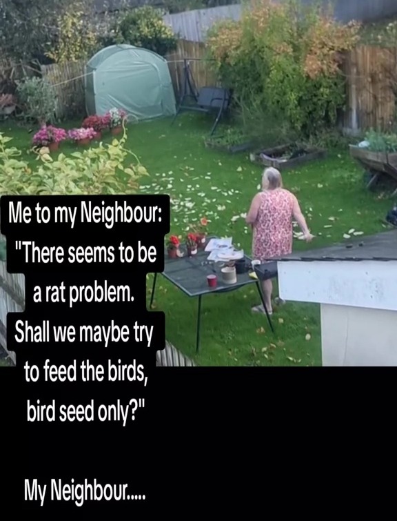A woman throwing sliced meat onto a grassy lawn with a tent and garden table, surrounded by text about a rat problem.