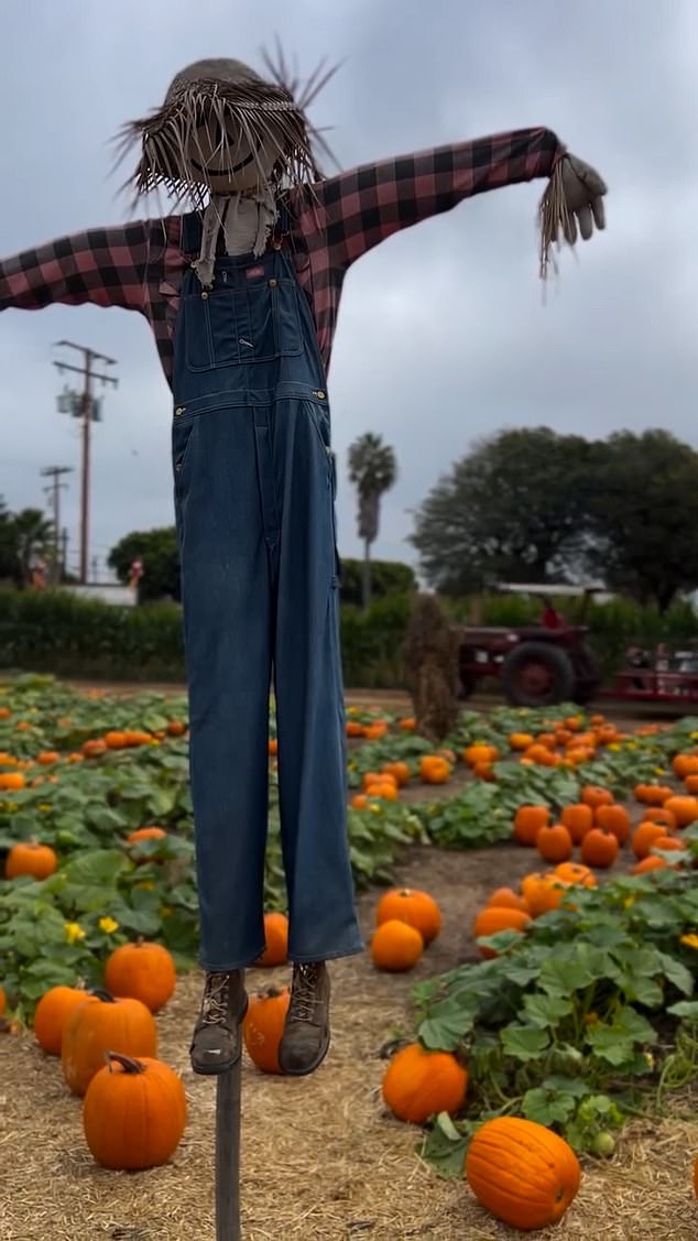 The video begins with a spooky shot of a scarecrow standing amidst the field
